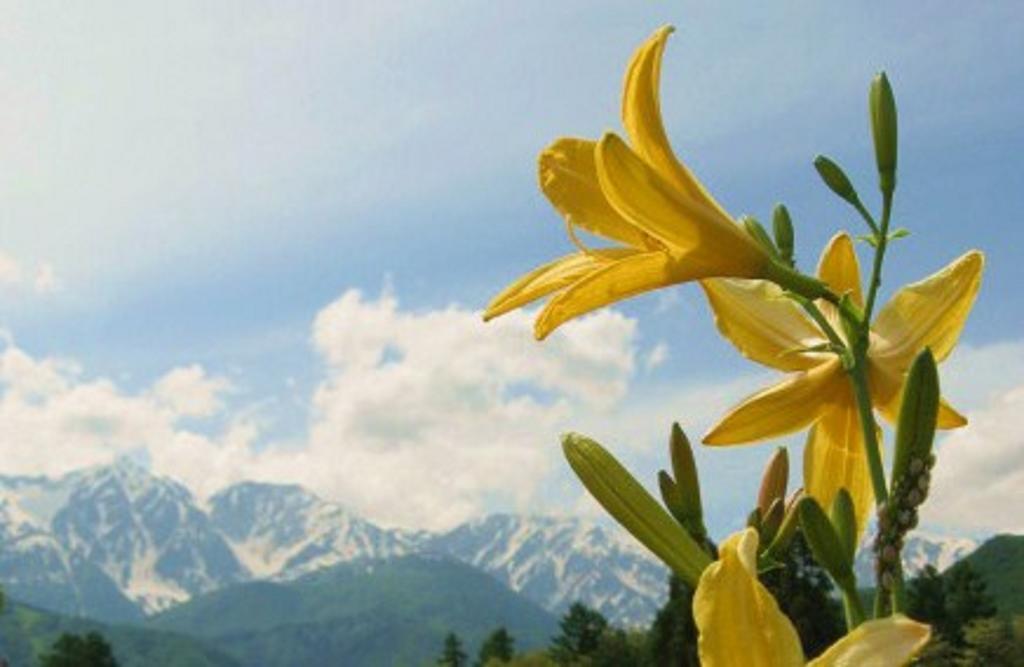 Pension Blue Хакуба Екстериор снимка